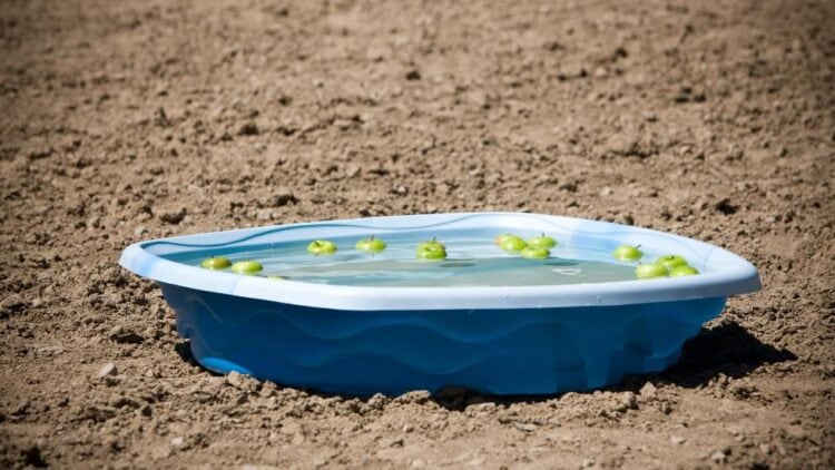 apple bobbing kiddie pool games